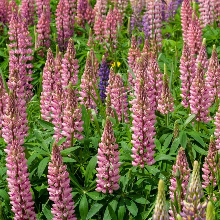 Lupin roz cu înflorire abundentă. 