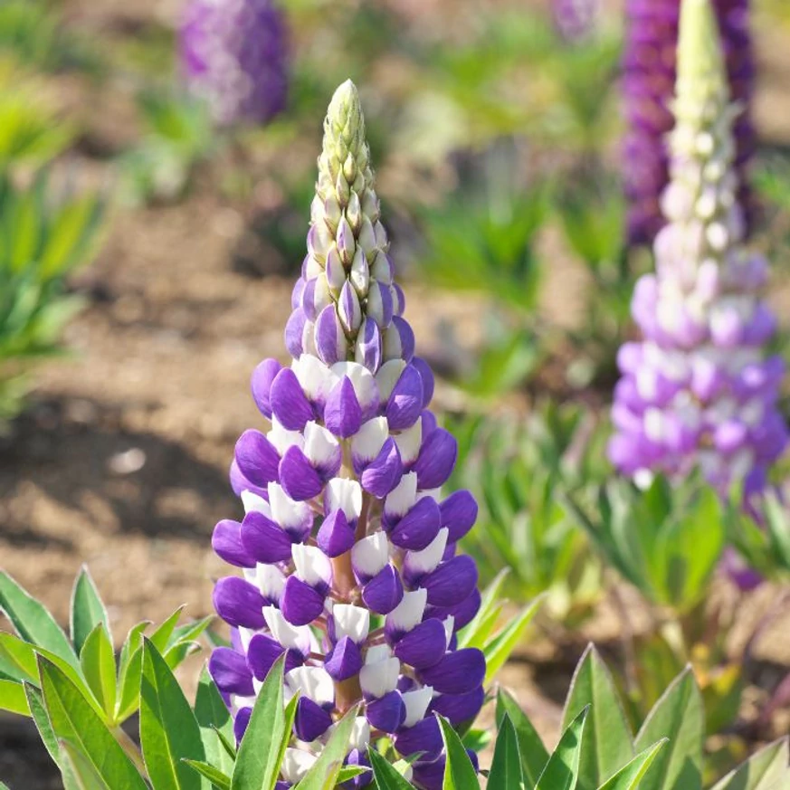 Inflorescența deosebită a lupinului. 