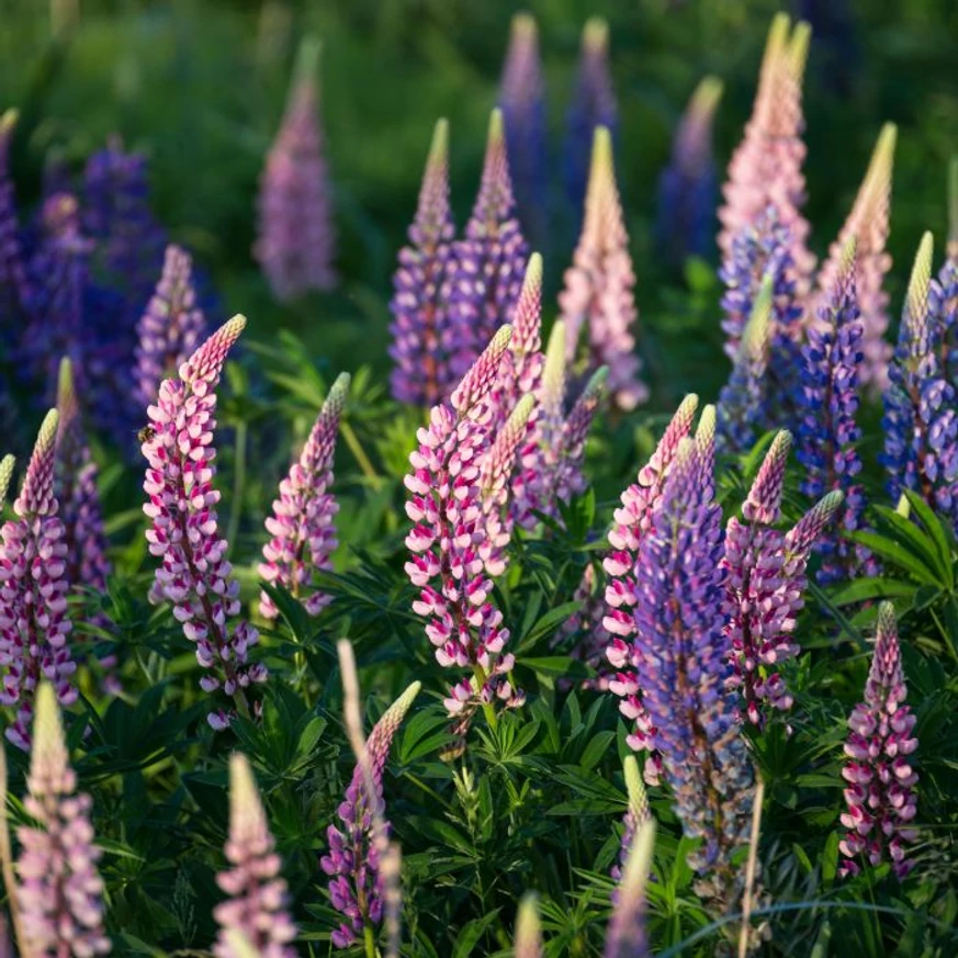 Lupinus The Governor plantat în grupuri oferă o priveliște deosebită. 