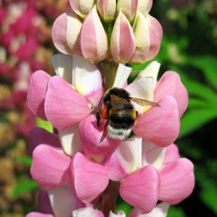Insectele polenizatoare iubesc floarea lupinului. 