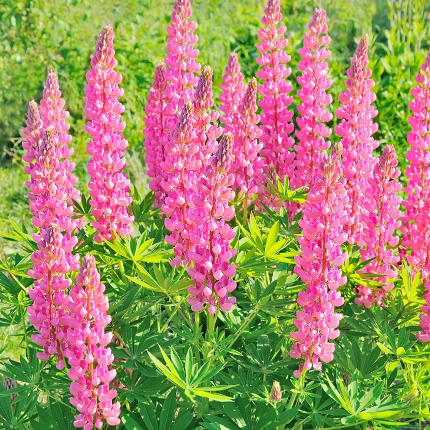 Lupinul oferă o priveliște captivantă în timpul înfloririi. 