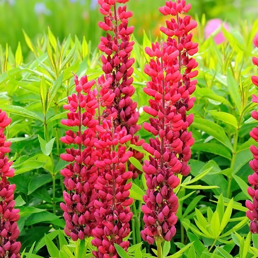 Inflorescențele lupinului roșu. 