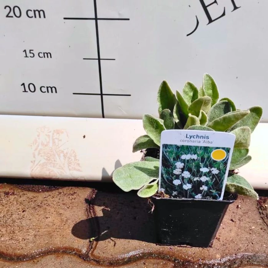 Lychnis coronaria Alba - Coronița cu flori albe