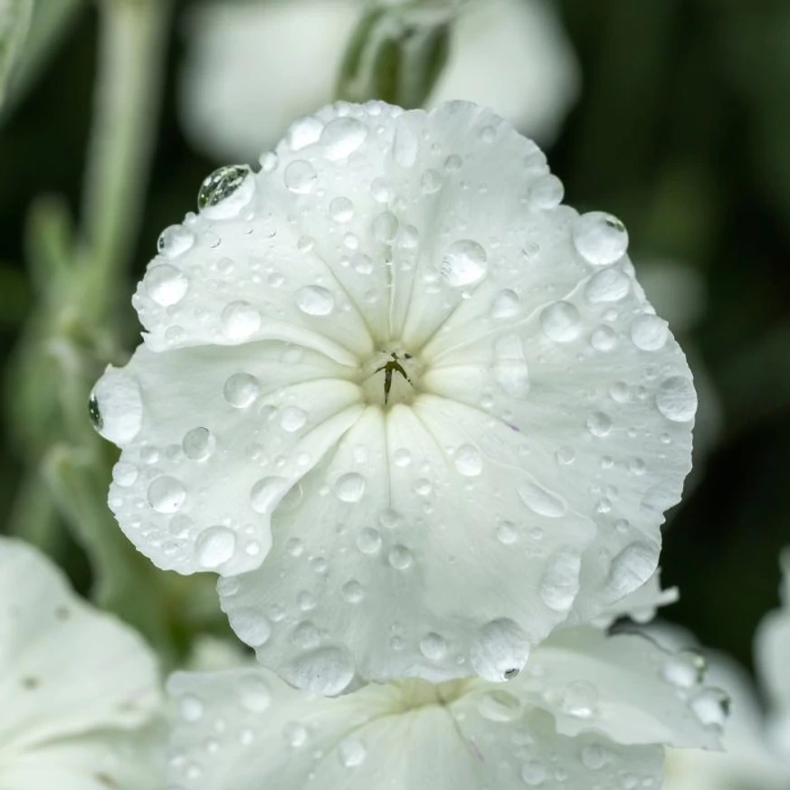 Lychnis coronaria Alba - Coronița cu flori albe