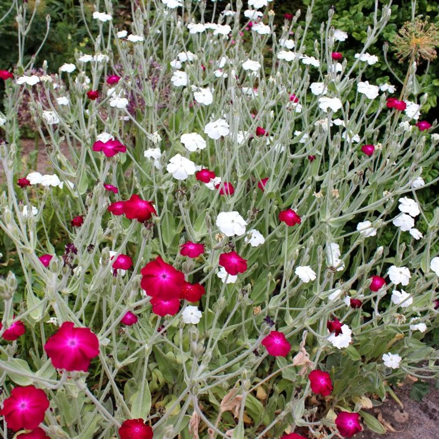 Lychnis coronaria Alba - Coronița cu flori albe