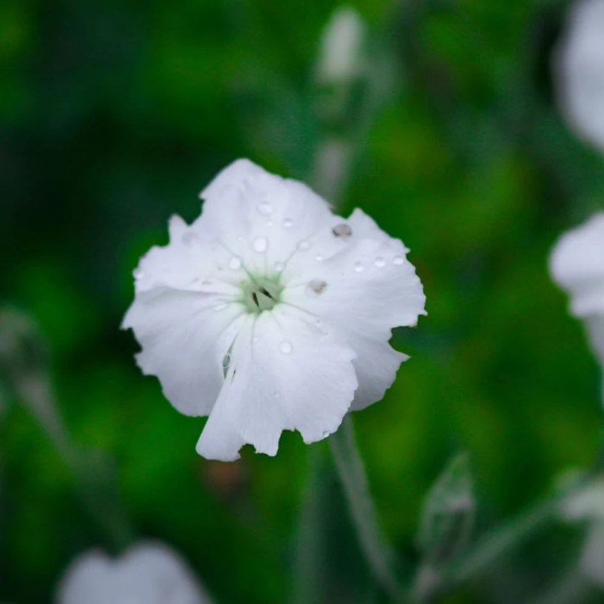 Lychnis coronaria Alba - Coronița cu flori albe