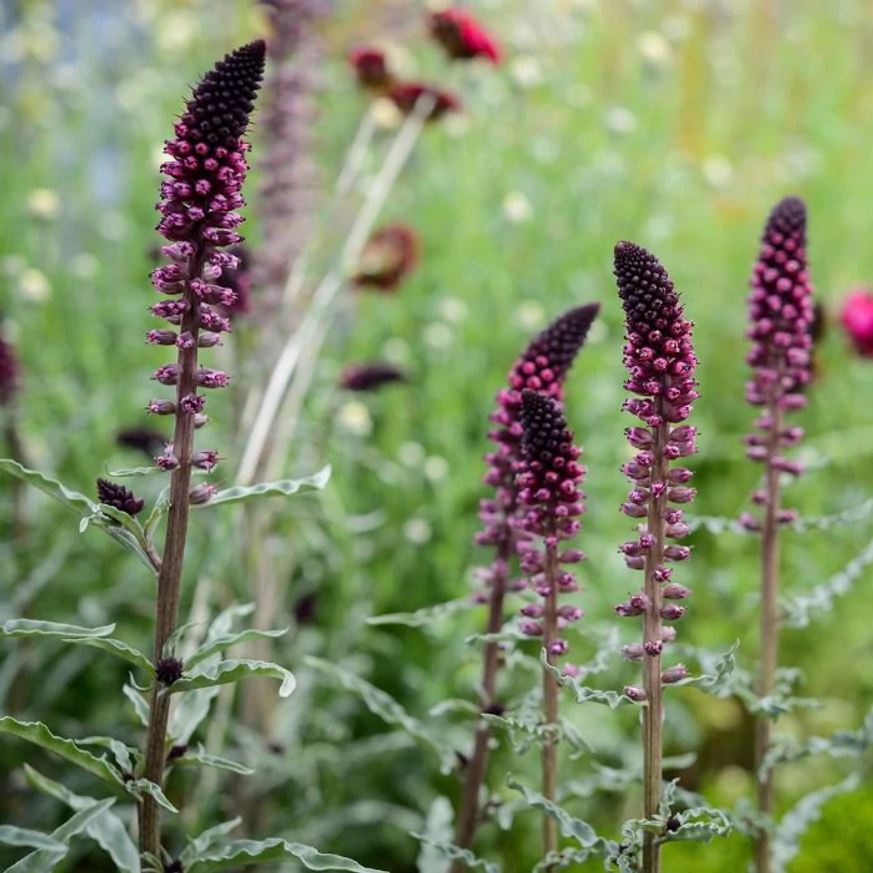 Lysimachia atropurpurea
