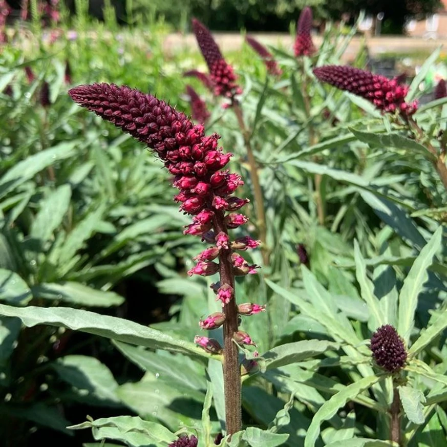 Lysimachia atropurpurea