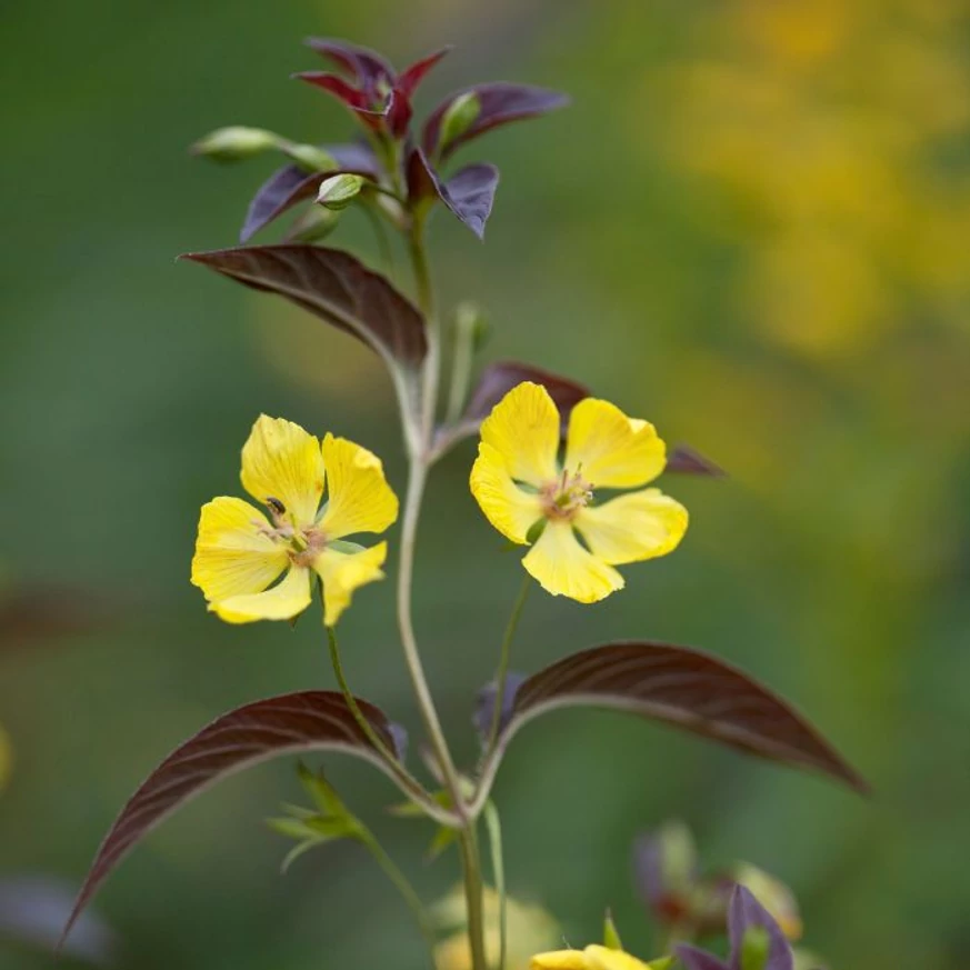Lysimachia ciliata Firecracker decorează cu frunziș vișiniu și flori galbene, creând un contrast minunat. 
