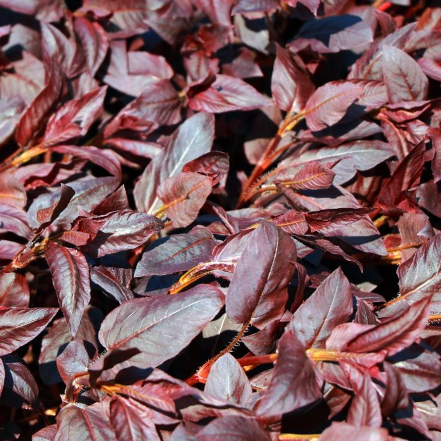 Lysimachia ciliata Firecracker crează un covor colorat în grădină, cu frunzișul său vișiniu. 