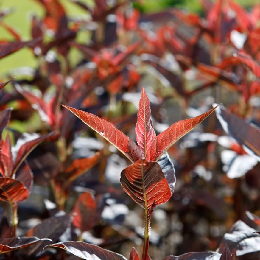 Lysimachia ciliata Firecracker  cu frunze colorate. 
