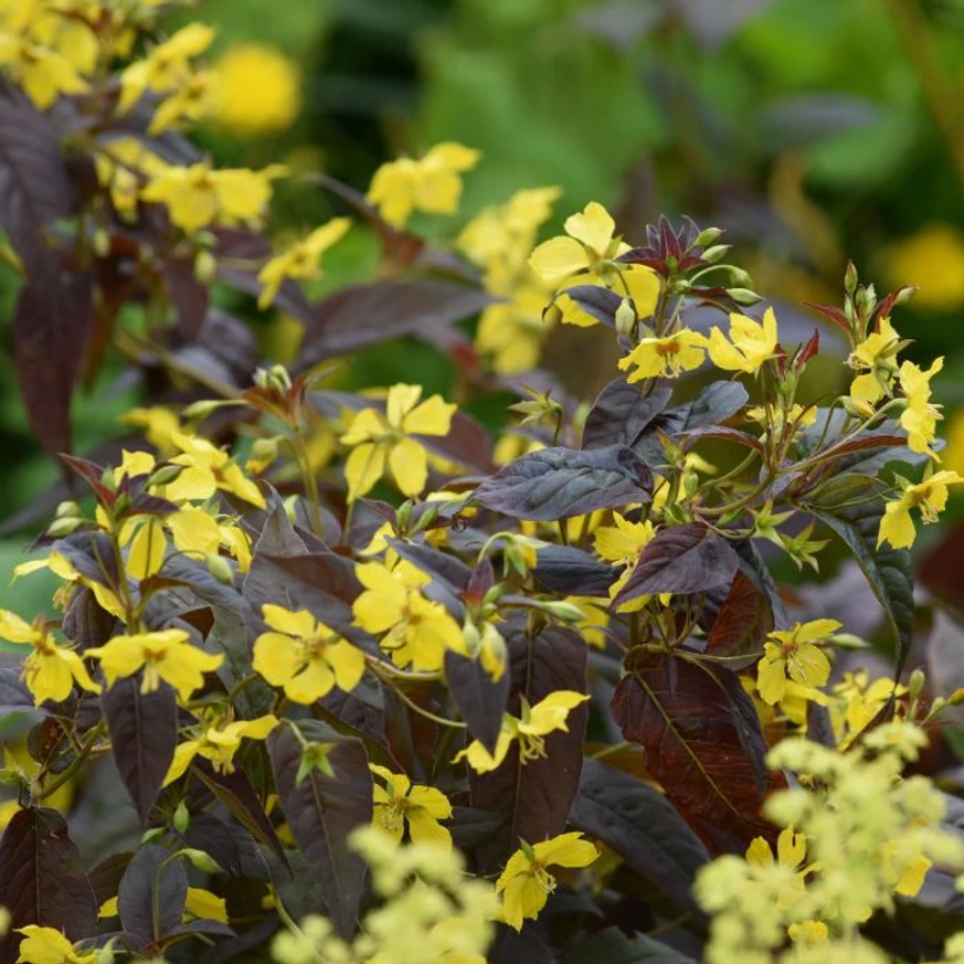 Florile galbene ale plantei perene Lysimachia ciliata Firecracker. 