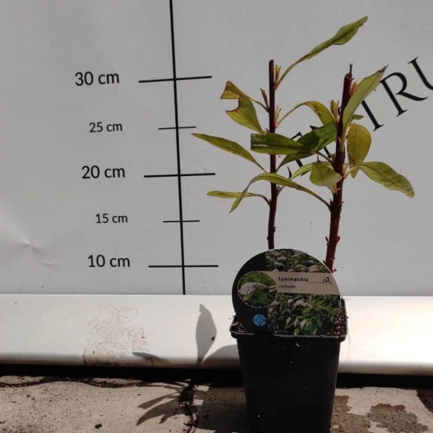 Aspectul plantei Lysimachia clethroides în luna iulie în centrul nostru de grădinărit.
