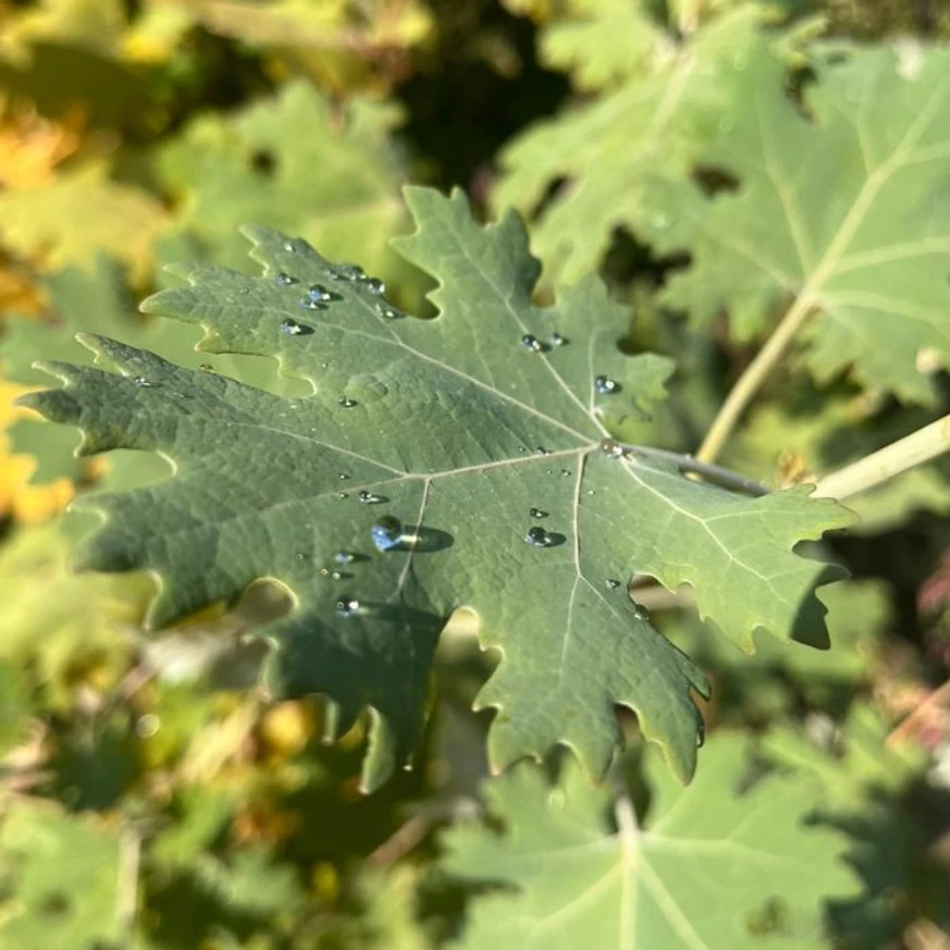 Frunzișul plantei Macleaya. 