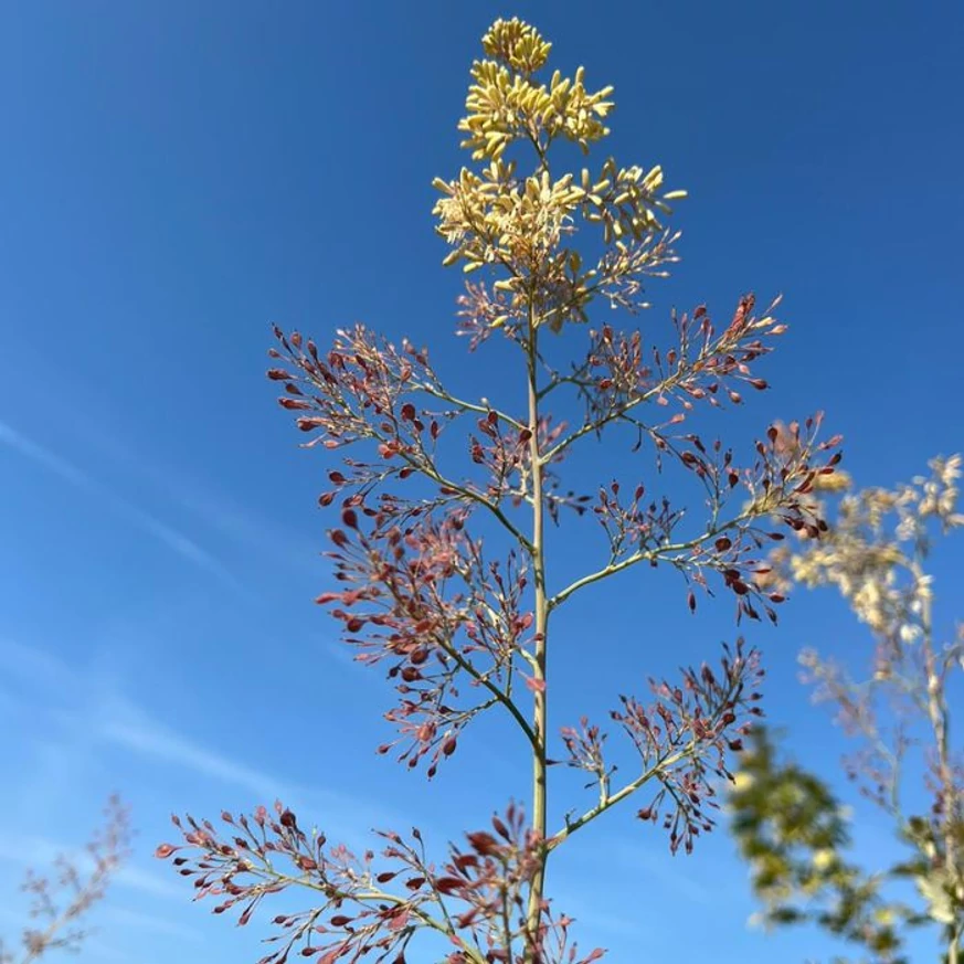 Macleaya cordata produce flori pe tulpini lungi.