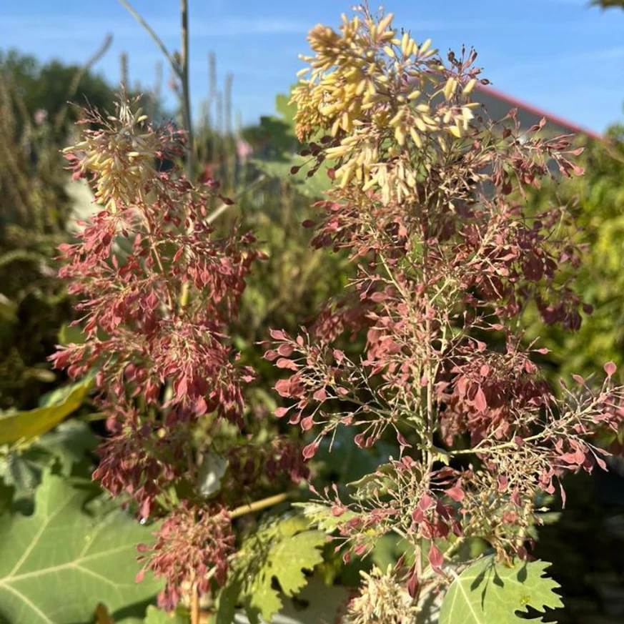 Aspectul florilor de Macleaya la sfârșitul lunii august, în centrul nostru de grădinărit.