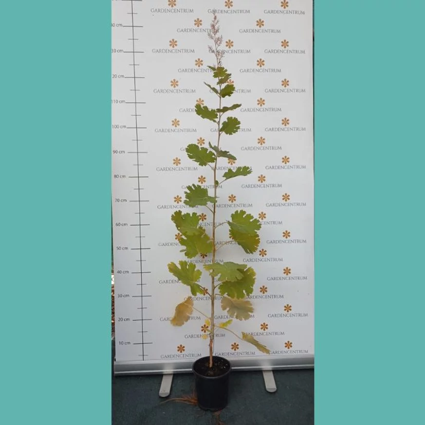Macleaya cprdata la începutul lunii septembrie în pepiniera noastră. 