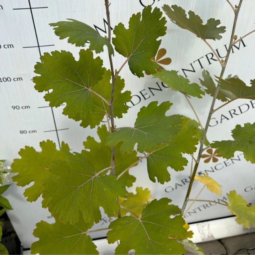Aspectul frunzelor de Macleaya de aproape.