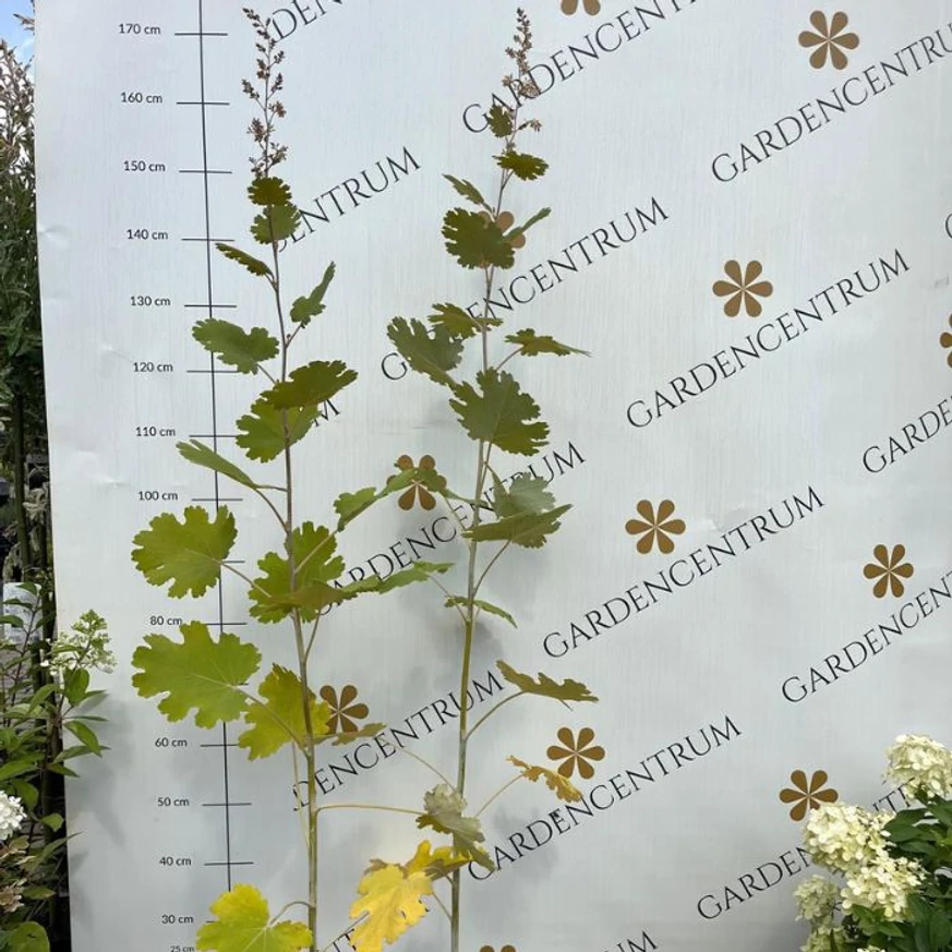 Plante perene de Macleaya în oferta noastră din iulie.
