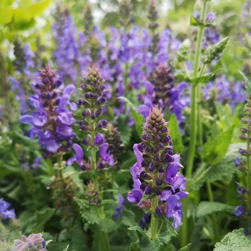 Salvia de pădure Mainacht produce flori liliachiu în primăvară.