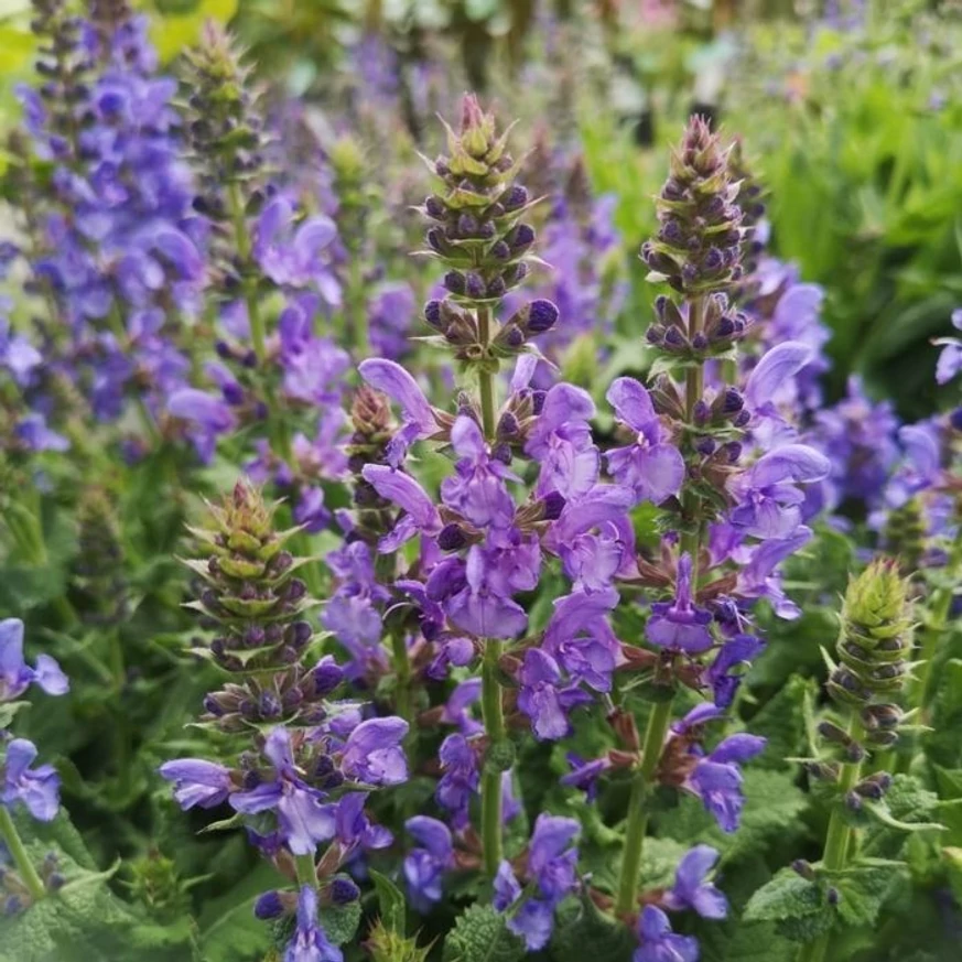 Flori minunate de salvie de pădure Mainacht în luna aprilie la Gardencentrum.