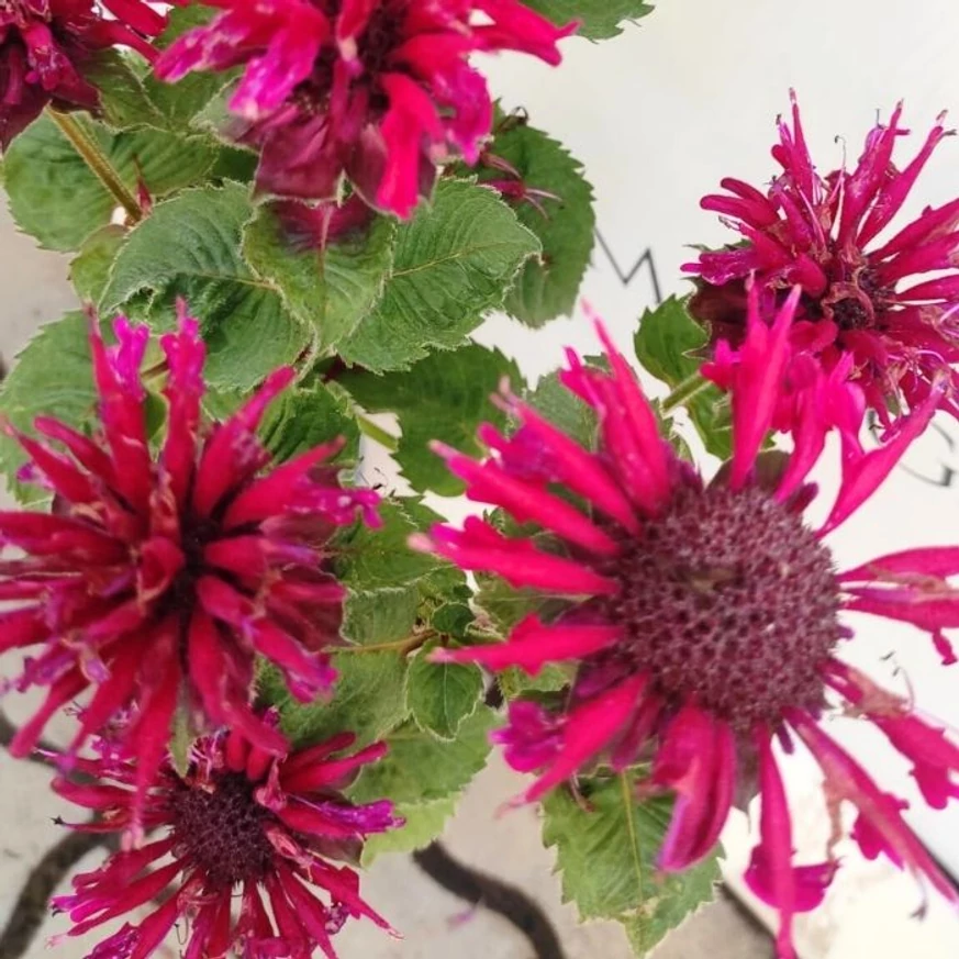 Florile vibrant colorate ale busuiocului turcesc.