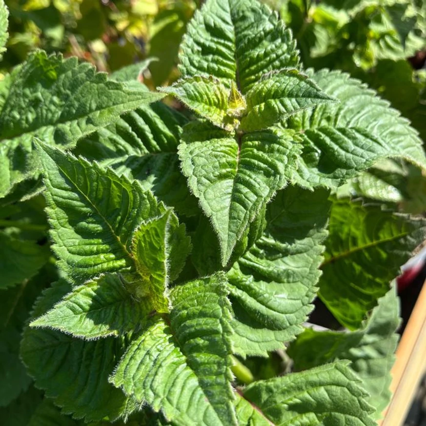 Aspectul frunzișului de Monarda didyma.
