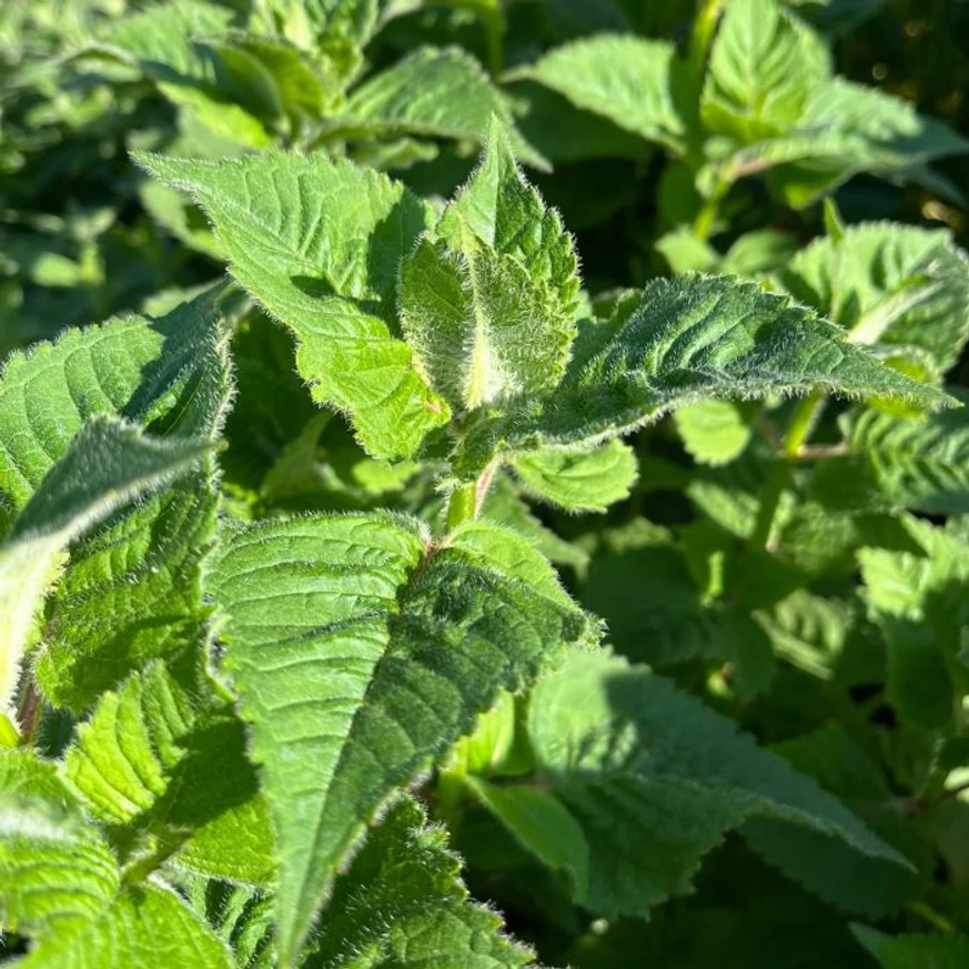 Frunzișul verde proaspăt și sănătos al busuiocului turcesc.