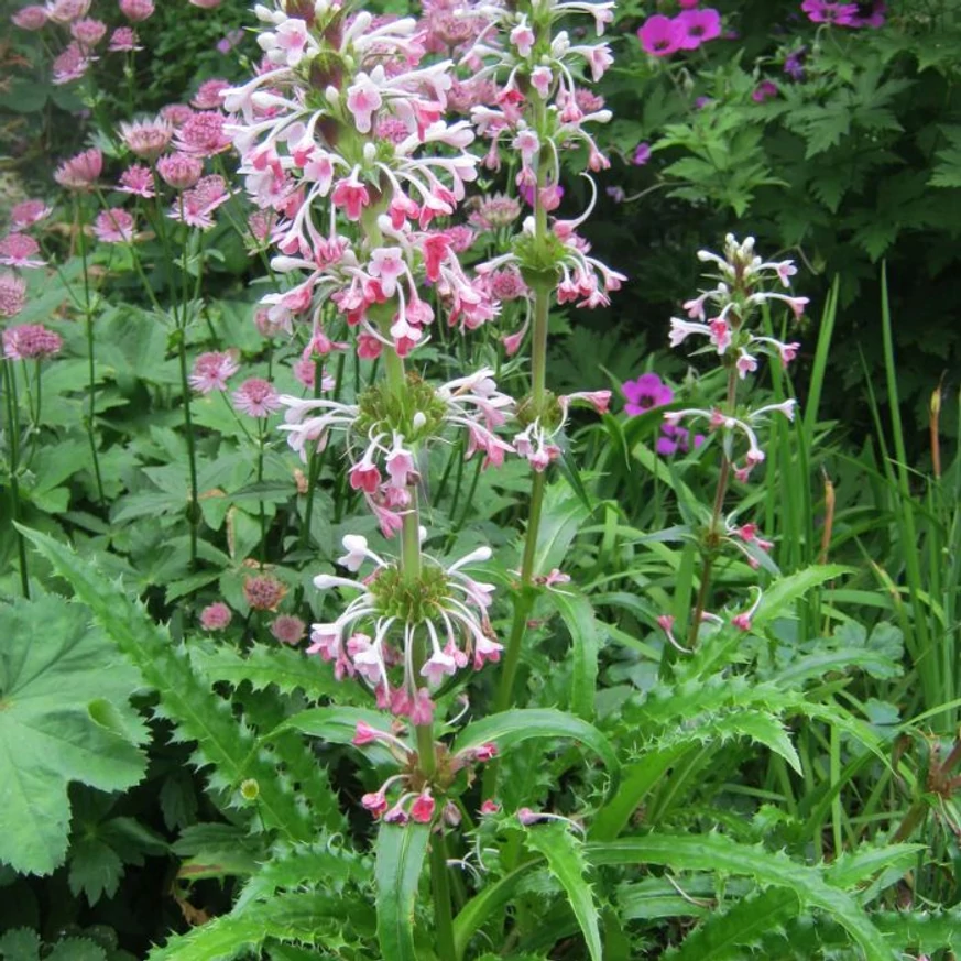 Morina longifolia 