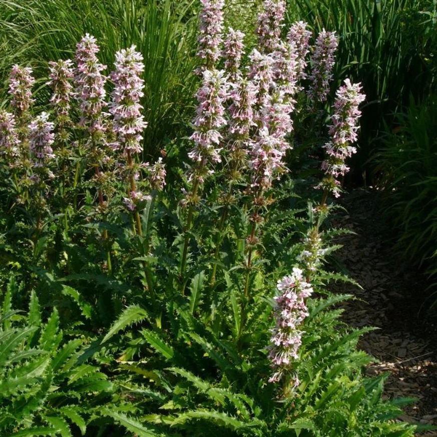 Morina longifolia 
