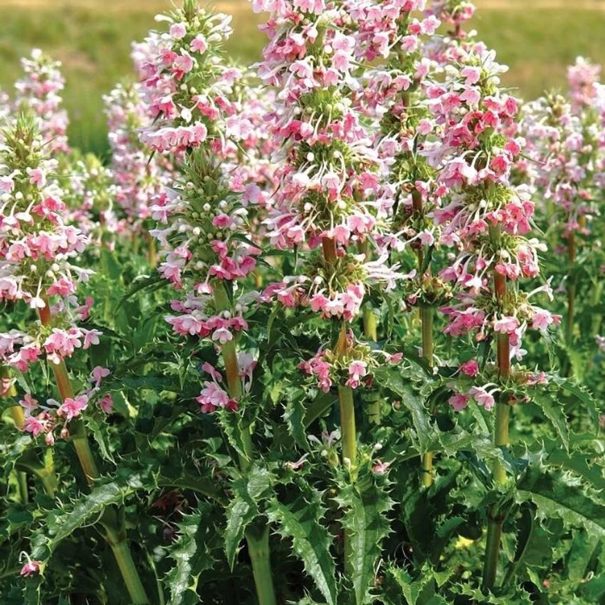 Morina longifolia 