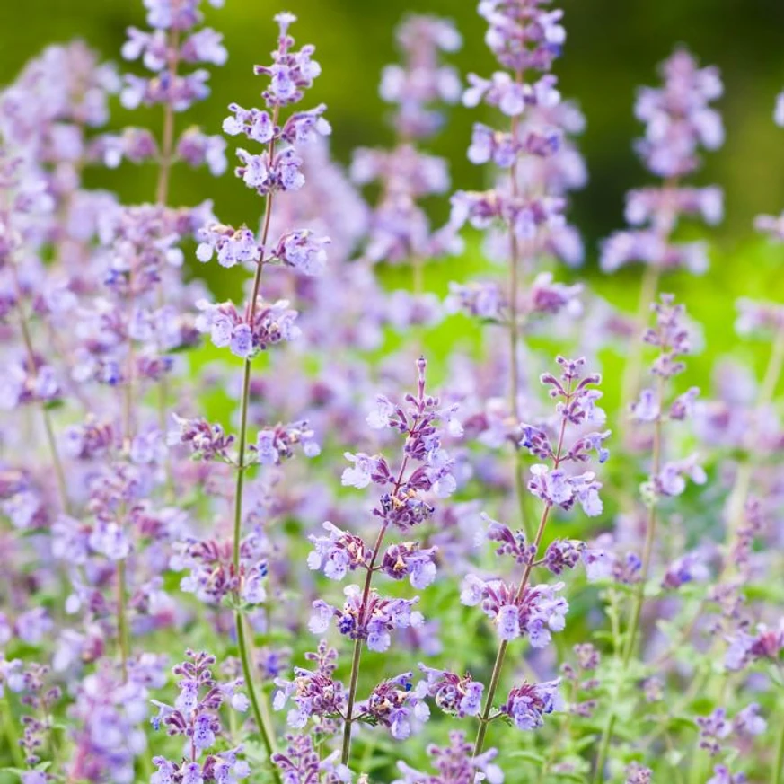 Cu florile sale violet-albăstrui și parfumate, menta pisicii Nepeta racemosa înfrumusețează grădina pe tot parcursul verii.