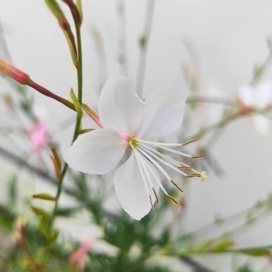 Gaura lindheimeri - Floarea albinei albă
