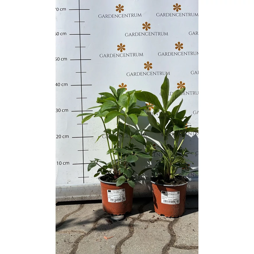 Helleborus orientalis la sfârșitul lunii martie în pepiniera noastră.