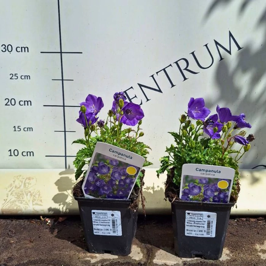 Campanula carpatica - Clopoțel carpatin albastru