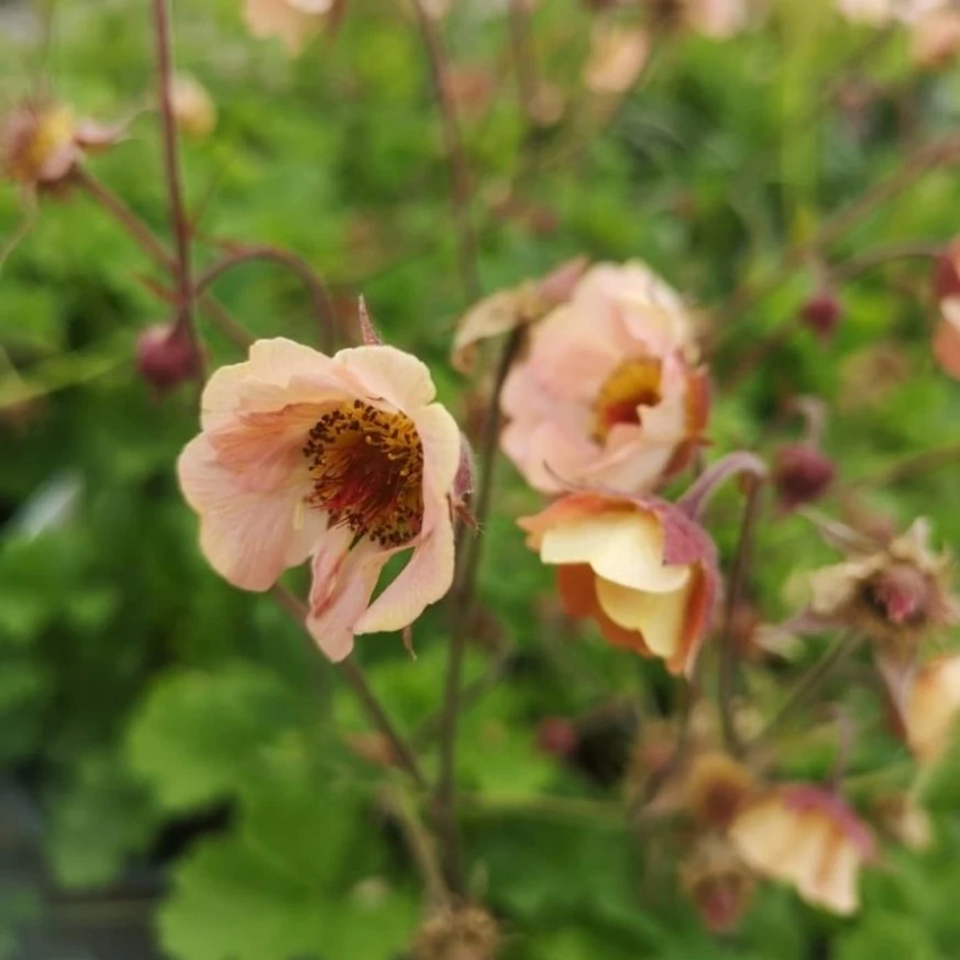Flori de Geum Mai Tai de aproape. 
