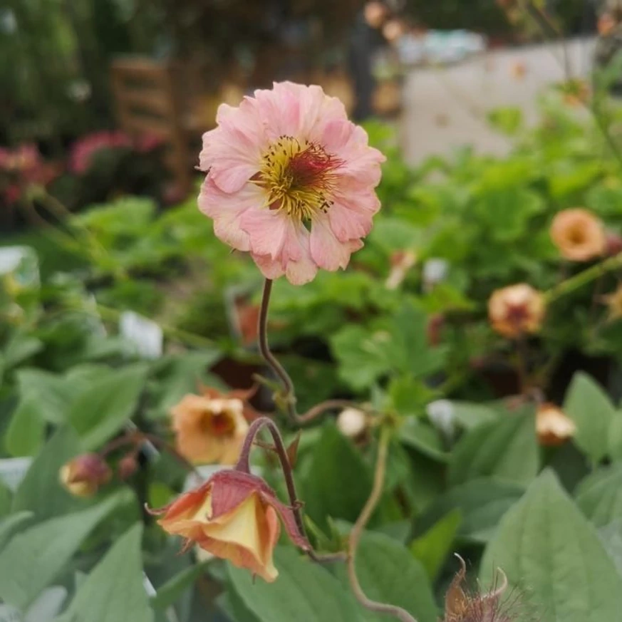 Geum Mai Tai este o plantă perenă din gama noastră.