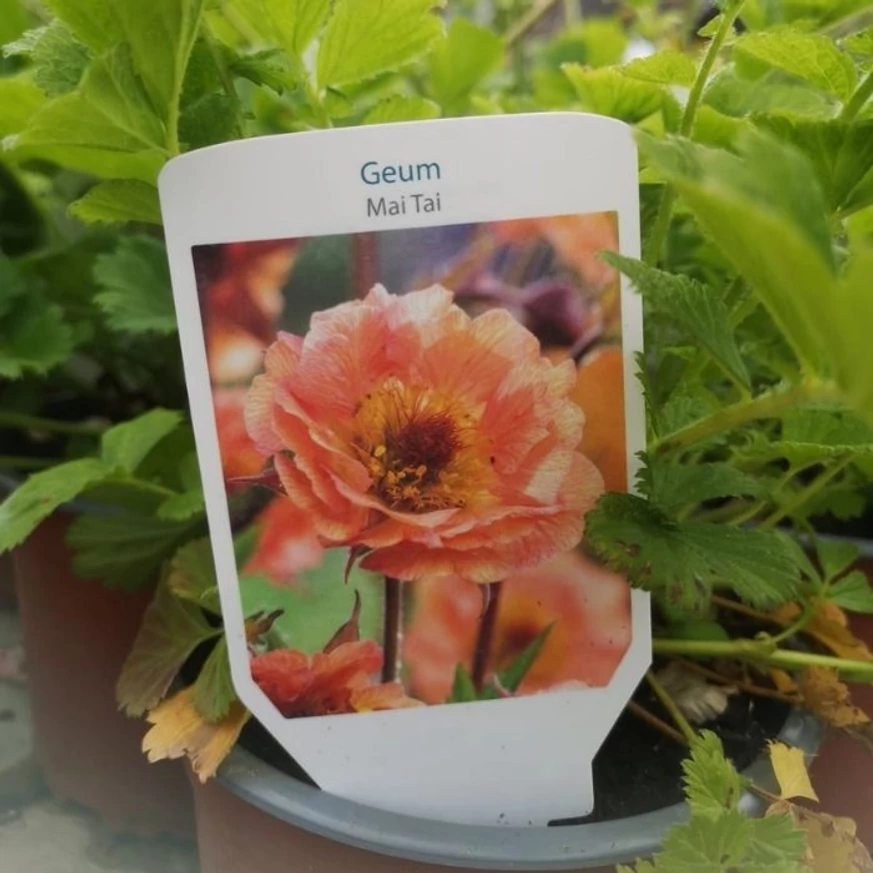 Eticheta plantei Geum Mai Tai.