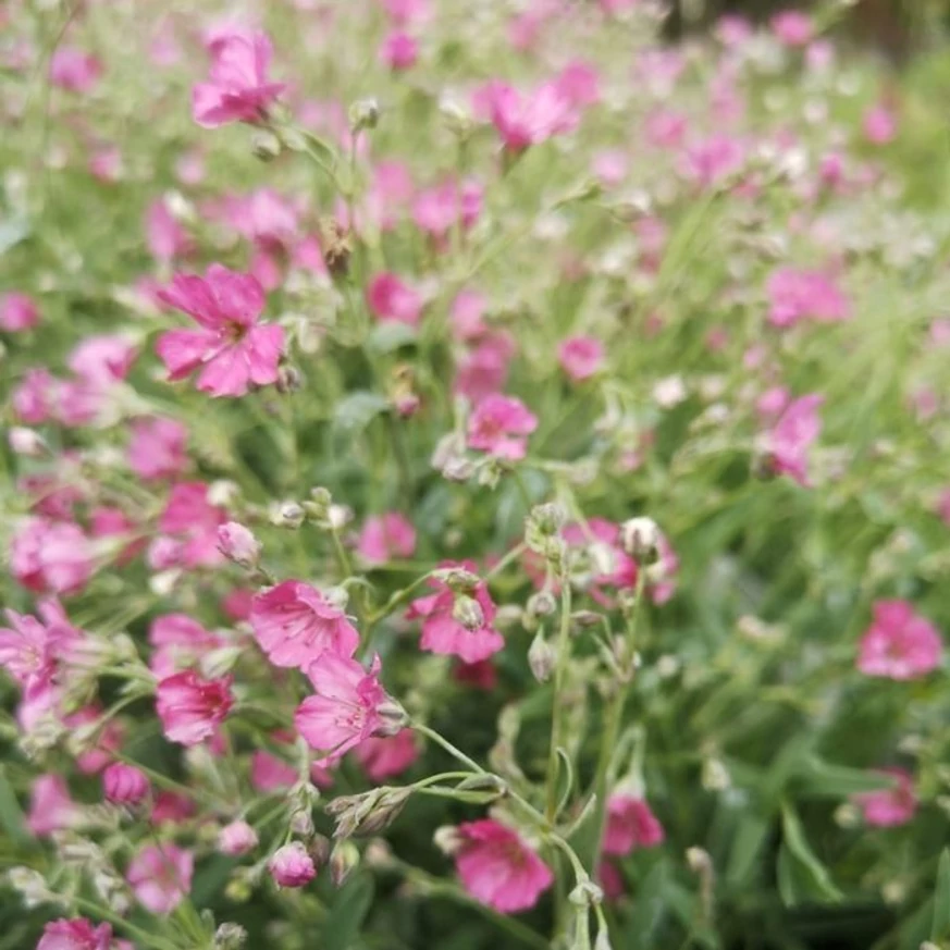 Gypsophila repens Filou Rose înflorită în luna aprilie în centrul nostru de grădinărit.