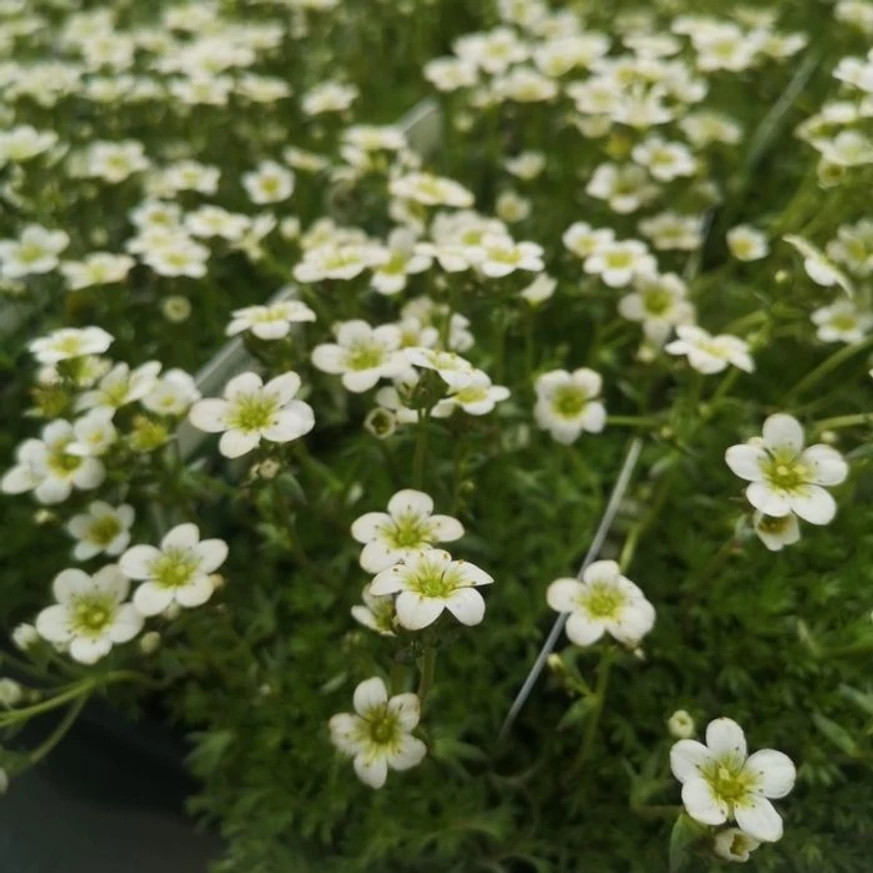 Saxifraga arendsii P9 - Ochiul șoarecelui