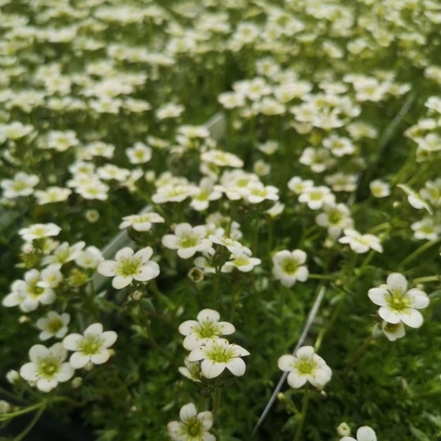 Saxifraga arendsii P9 - Ochiul șoarecelui