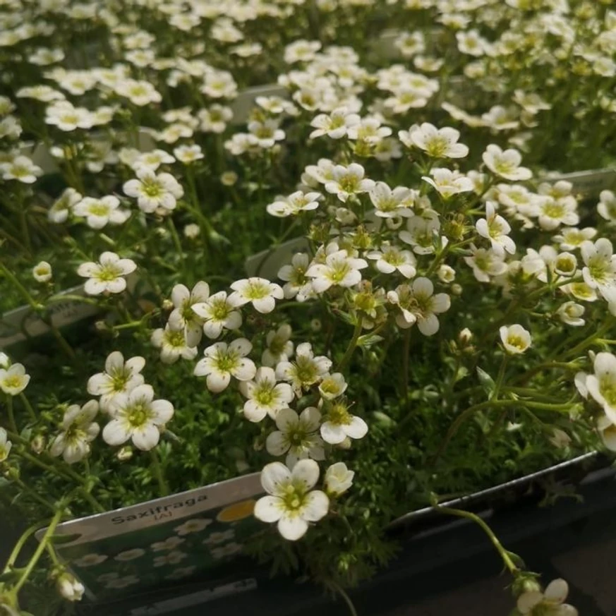 Saxifraga arendsii P9 - Ochiul șoarecelui
