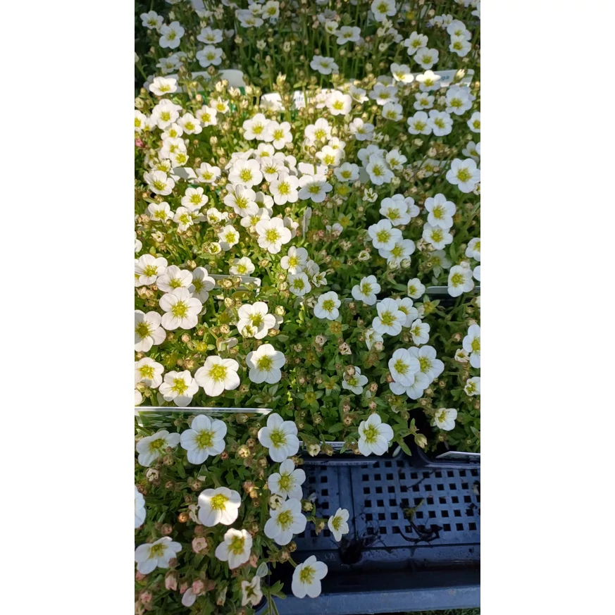 Saxifraga arendsii P9 - Ochiul șoarecelui
