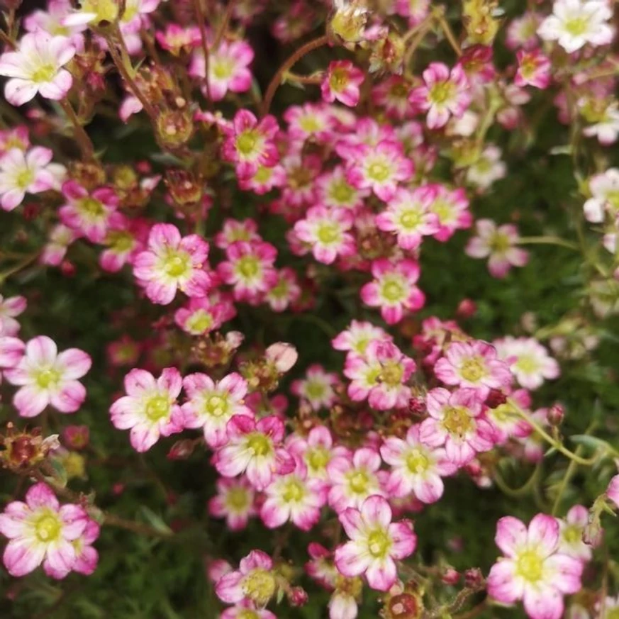 Saxifraga arendsii produce o mulțime de flori roz.