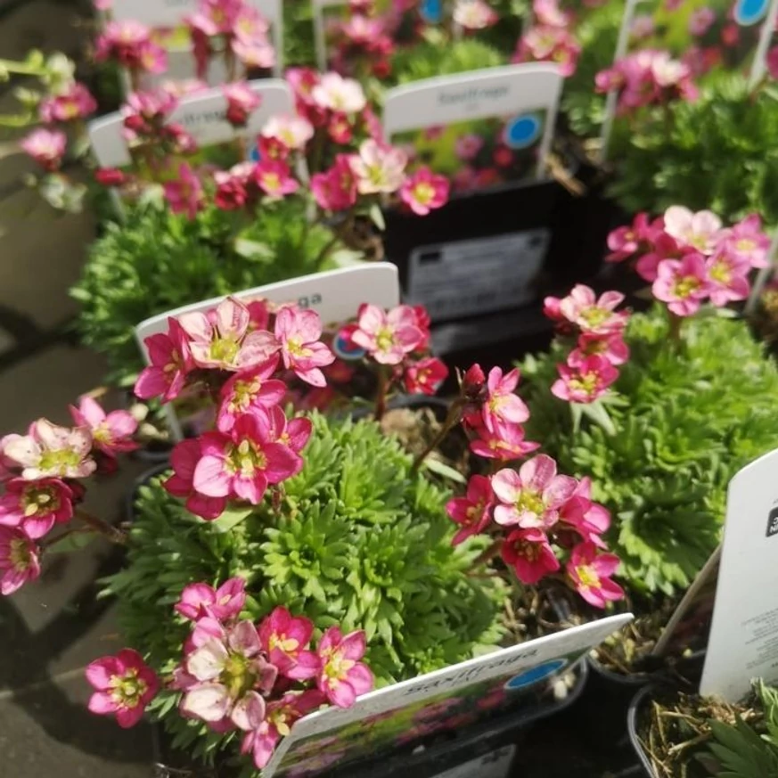 Plante perene de Saxifraga arendsii roz disponibile la Gardencentrum.
