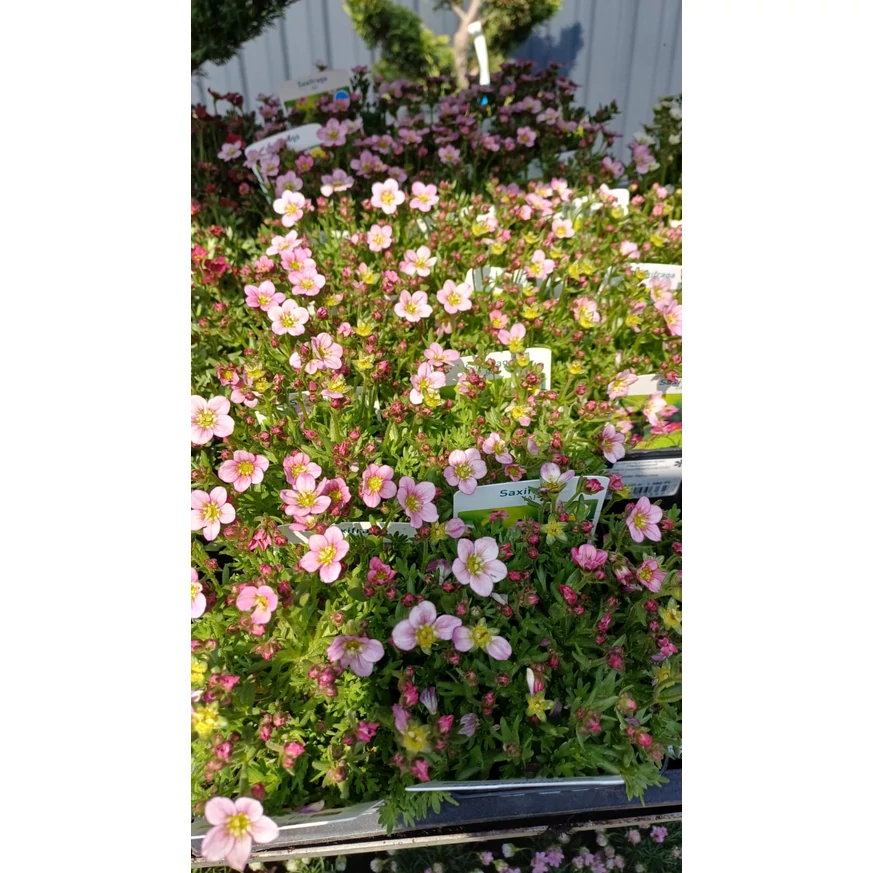 Saxifraga în pepiniera noastră, în luna martie.