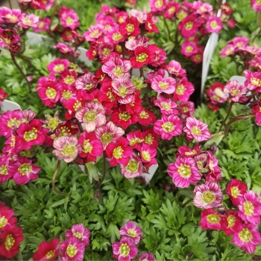 Ochiul șoarecelui produce o mulțime de flori bordo primăvara.