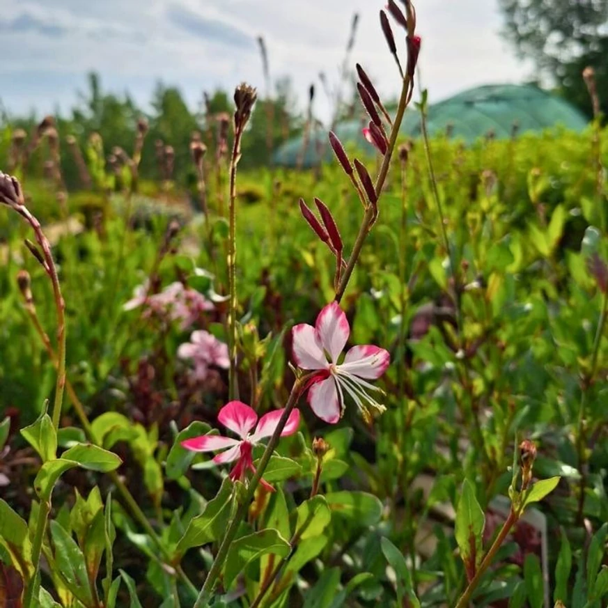 Floarea albinei roz în luna mai.