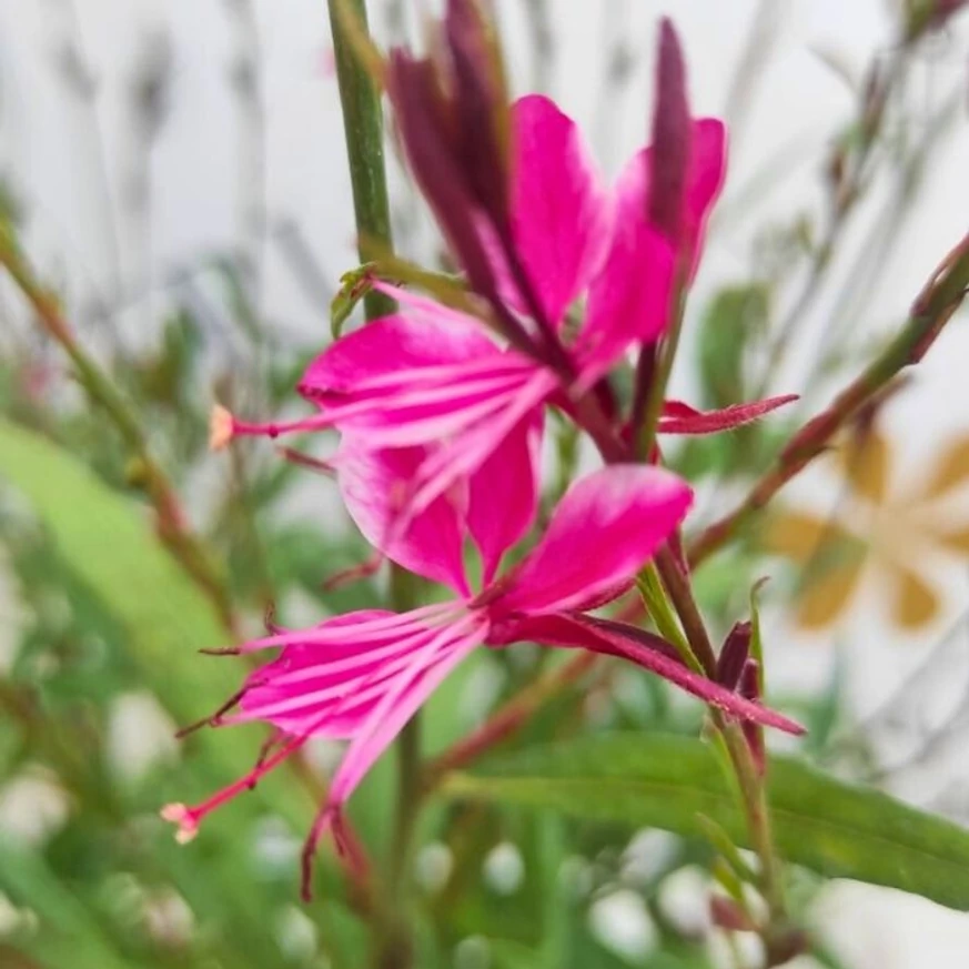 Florile vibrante ale plantei Gaura lindheimeri.