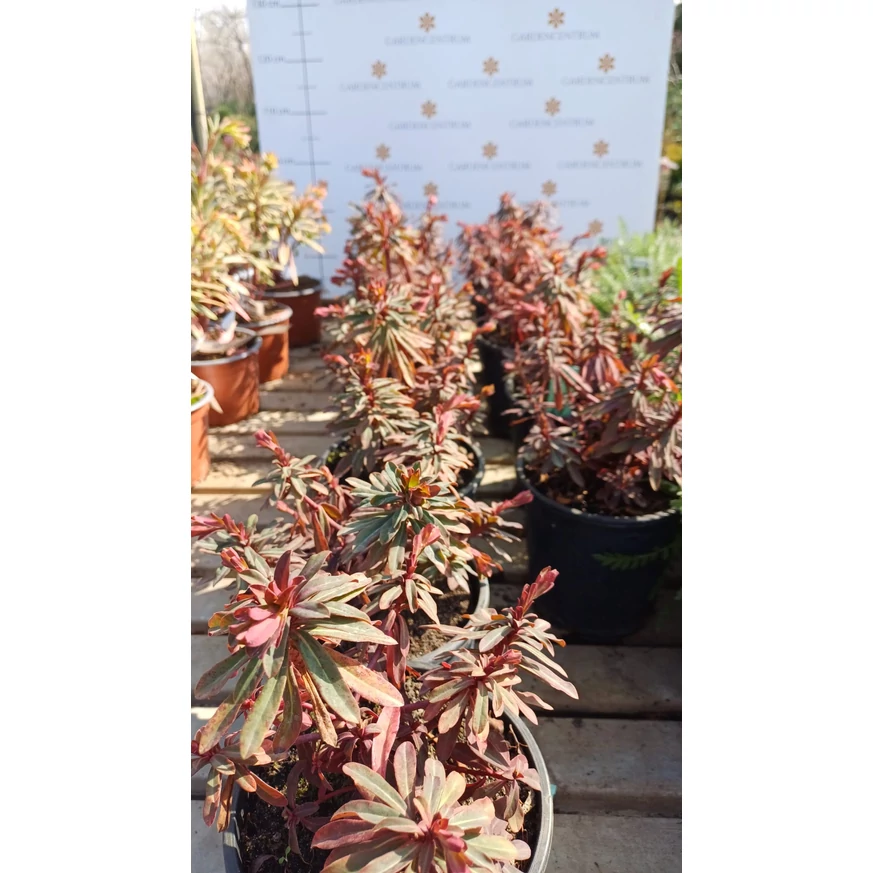 Euphorbia minunată în luna martie în pepiniera noastră.